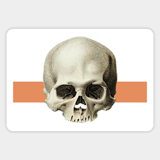 Vintage skull illustration Magnet